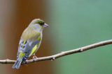 Groenling - Greenfinch