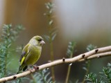 Groenling - Greenfinch