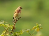 Kneu -  Linnet - Carduelis cannabina (Male)