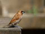 Muscaatvink - Lonchura punctata - Scaly-breasted Munia