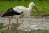 Ooievaar - White Stork