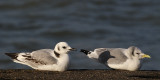Drieteenmeeuw - Kittiwake Left: young (first winter), right: Adult one