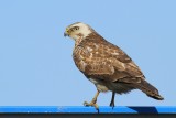 Buizerd - Buzzard - Buteo buteo