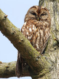 Bosuil - Tawny Owl - Strix aluco