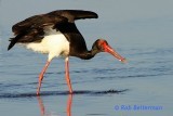 Black Stork - Ciconia nigra