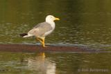 Geelpootmeeuw - Yellow-legged Gull - Larus michahellis