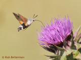Kolibrievlinder - Hummingbird Hawk-moth