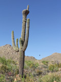 Crested saguaro 3...ummm, its a matter of interpretation