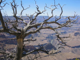 Medusa tree