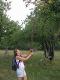 Employing the whack-stick method of apple harvesting