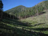 Kendrick Peak with fire tower behind fire-scorched area