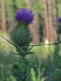 Thistle