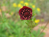 Crimson flower