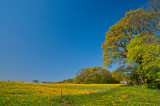 Dandelion fields