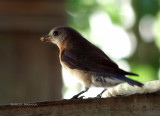 female blue bird.jpg