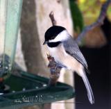 Chickadee -16.jpg