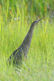 American Bittern