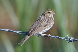 Savannah Sparrow