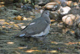 White-tipped dove