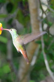 Buff-bellied hummingbird