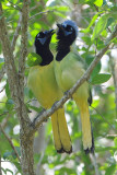 Green Jay