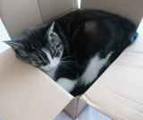  Lily in a box