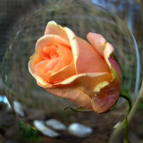 Last Rose of 2011