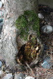 Poorly Apple Tree