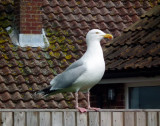 Garden Gull at home