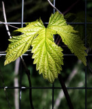 Golden Hop Leaf