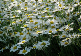 A drift of Daisies ...