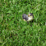 Straight out of the nest