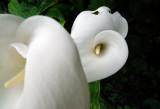 Damaged Lily