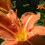 Day Lily 