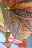 sunlit pastel leaf 