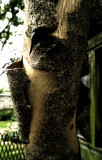 Eucalyptus bark