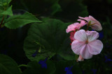 Glowing in the Evening