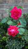 Funny Old Rose