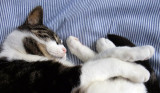 Cat-napping