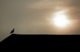 On guard at Sunrise