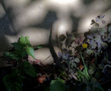 Weeds  and shadows 