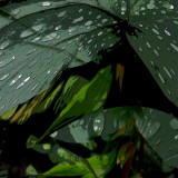 Greens
