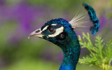 7D_021577 peacock 2560x1600