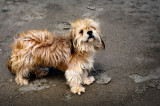 Beach Dog