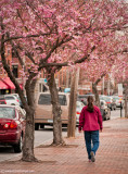 Commercial St. in Bloom (4/29)