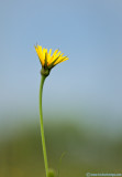 Yellow Hawkweed (5/23)