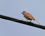 Bird on a Wire (6/10)