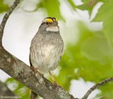 White Throat #2 (7/5)