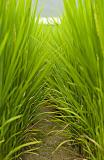 Rice field from the edge