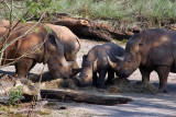 Rhinos Protecting the Young One